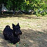 dog, black_dog, scruffy, bearded, sitting, outdoor, garden, backyard, trees, greenery, dirt, grass, leaves, fruit_tree, swing, sunlight, shadow, portrait, pet, animal