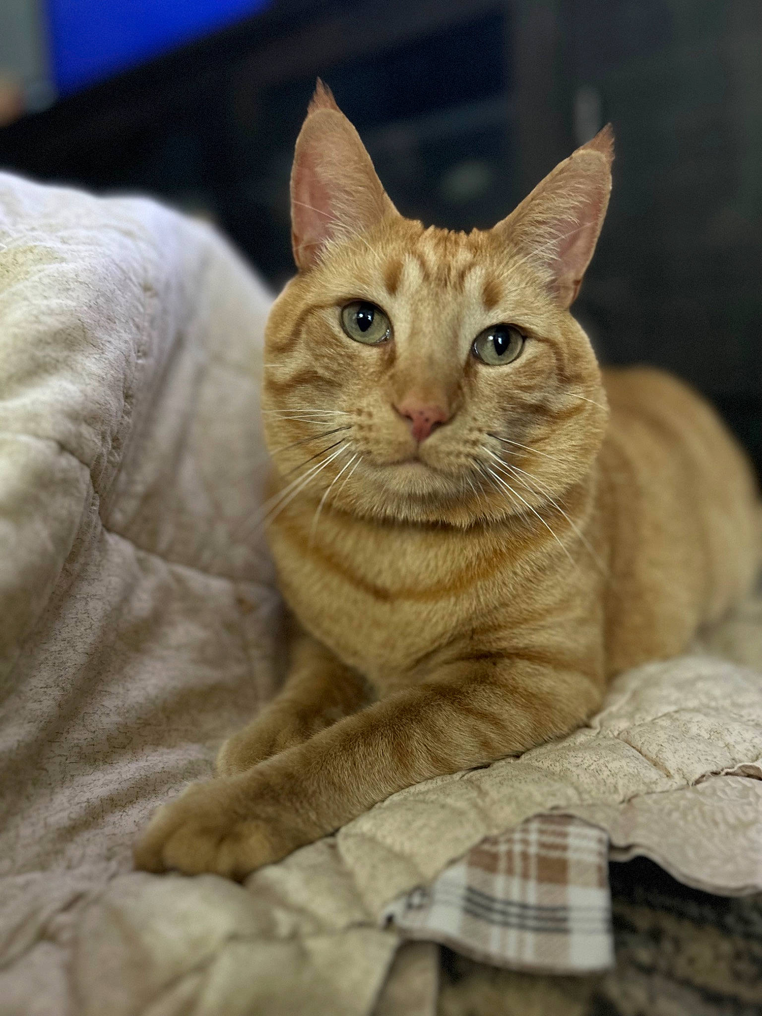 Milo joined the competition — help win amazing prizes! carnivore, cat, claw, domestic_short_haired_cat, fawn, felidae, fur, paw, sitting, small_to_medium_sized_cats, snout, tail, terrestrial_animal, tree, whiskers, wildlife, window, wrinkle