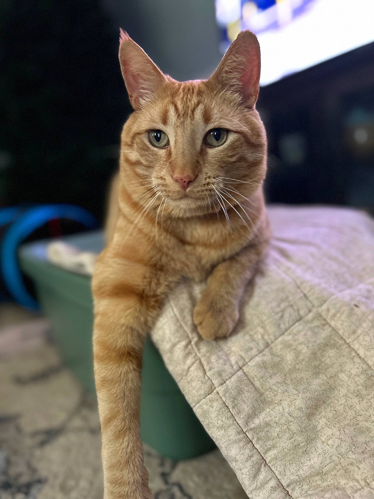 Milo joined the competition — help win amazing prizes! carnivore, cat, claw, domestic_short_haired_cat, fawn, felidae, fur, paw, plant, sitting, small_to_medium_sized_cats, snout, tail, terrestrial_animal, tree, whiskers, wildlife