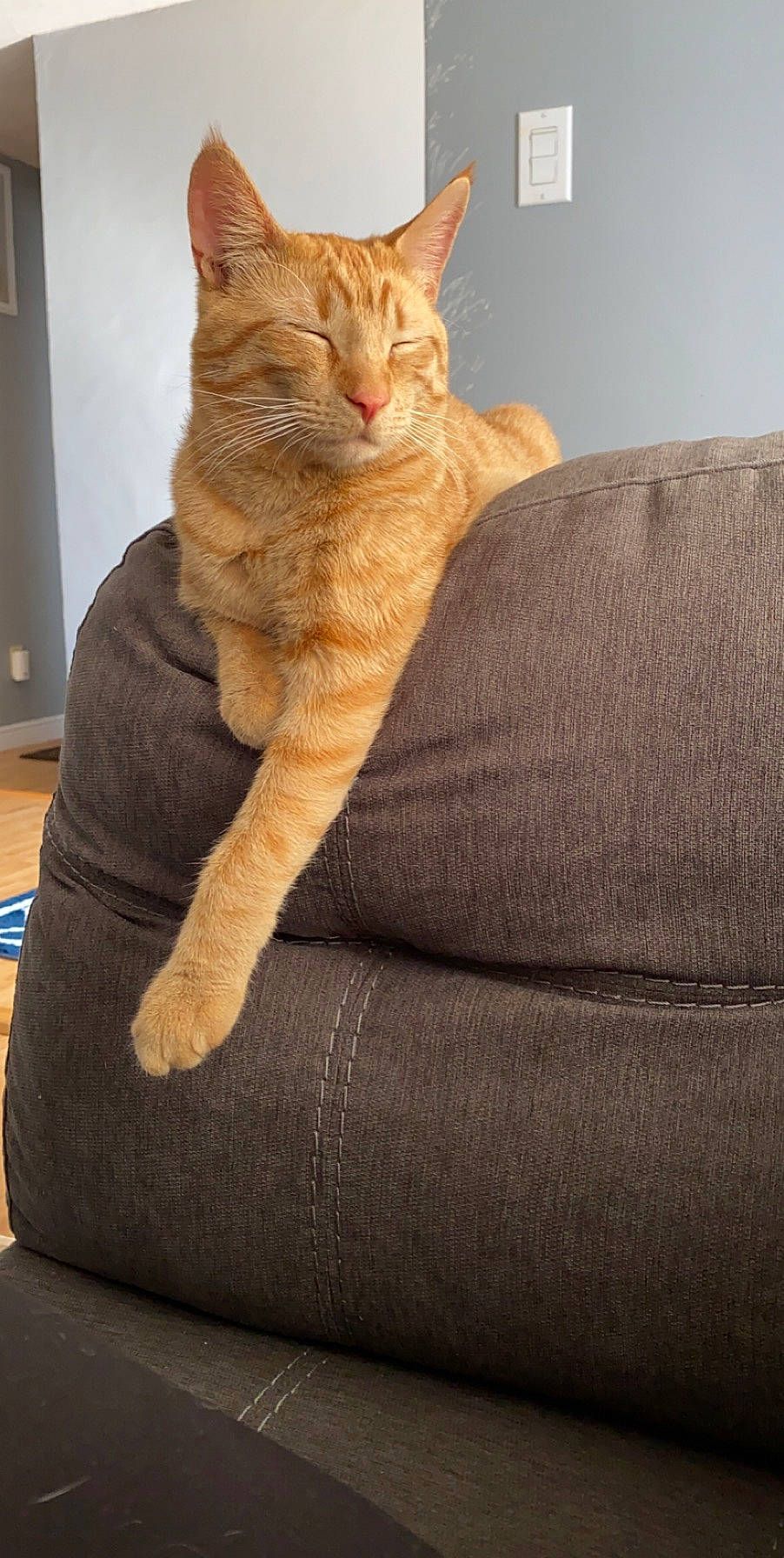 Milo is registered to the contest to win money with this photo: carnivore, cat, cat_supply, claw, comfort, domestic_short_haired_cat, fawn, felidae, fur, paw, sitting, small_to_medium_sized_cats, tail, terrestrial_animal, whiskers, window, wood