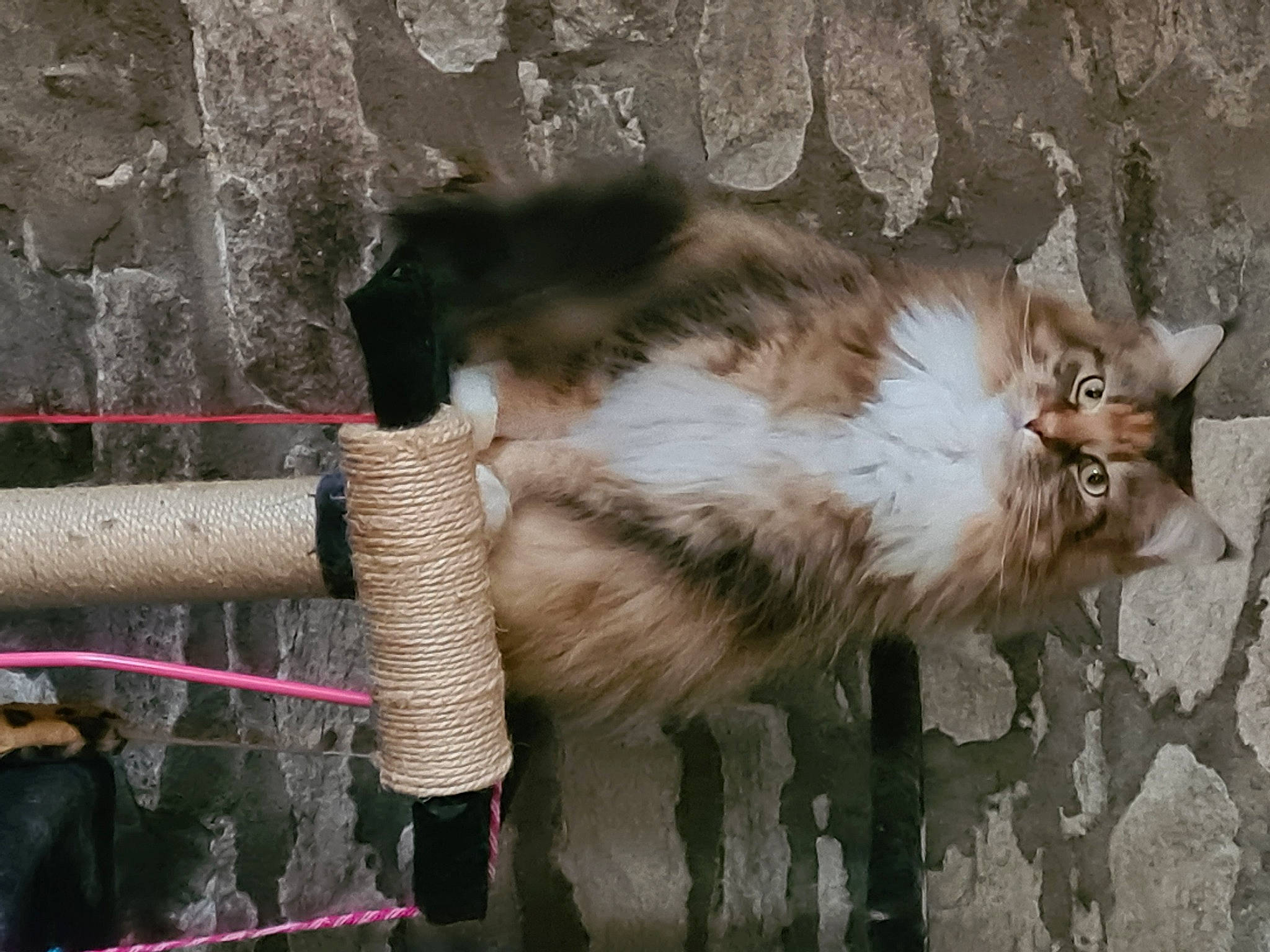 Nestea participe au concours pour gagner de l'argent avec cette photo : carnivore, cat, claw, domestic_short_haired_cat, felidae, fur, gas, mammal, paw, small_to_medium_sized_cats, tail, terrestrial_animal, vertebrate, whiskers, window