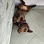 animal, canine, chocolate_brown, collar, companion, couch, cute, dog, domestic_animal, ear, fur, indoor, looking_up, lying_down, paw, pet, playful, relaxed, resting, tile_floor
