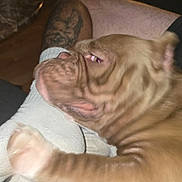 Cash is registered to the contest to win money with this photo: dog, paw, leg, tattoo, sock, foot, brown_dog, wrinkles, resting, indoors, candid, pet, animal, furry, closeup, human_leg, casual, blur, comfort, relaxation