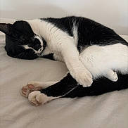 Newton participe au concours pour gagner de l'argent avec cette photo : cat, black_and_white, sleeping, paw, fur, cute, pet, animal, resting, cozy, indoor, whiskers, relaxed, closeup, soft, bed, domestic_cat, feline, quiet, peaceful