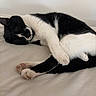 cat, black_and_white, sleeping, paw, fur, cute, pet, animal, resting, cozy, indoor, whiskers, relaxed, closeup, soft, bed, domestic_cat, feline, quiet, peaceful