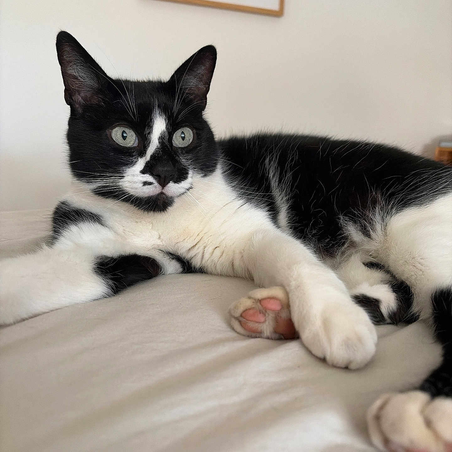 Newton a rejoint le concours — aidez-le/la à gagner de superbes lots ! cat, black_and_white, indoor, bed, paw, pink_paw_pad, feline, relaxed, close_up, wall_art, framed_picture, love_text, domestic, pet, animal, whiskers, fur, resting, cute, alert