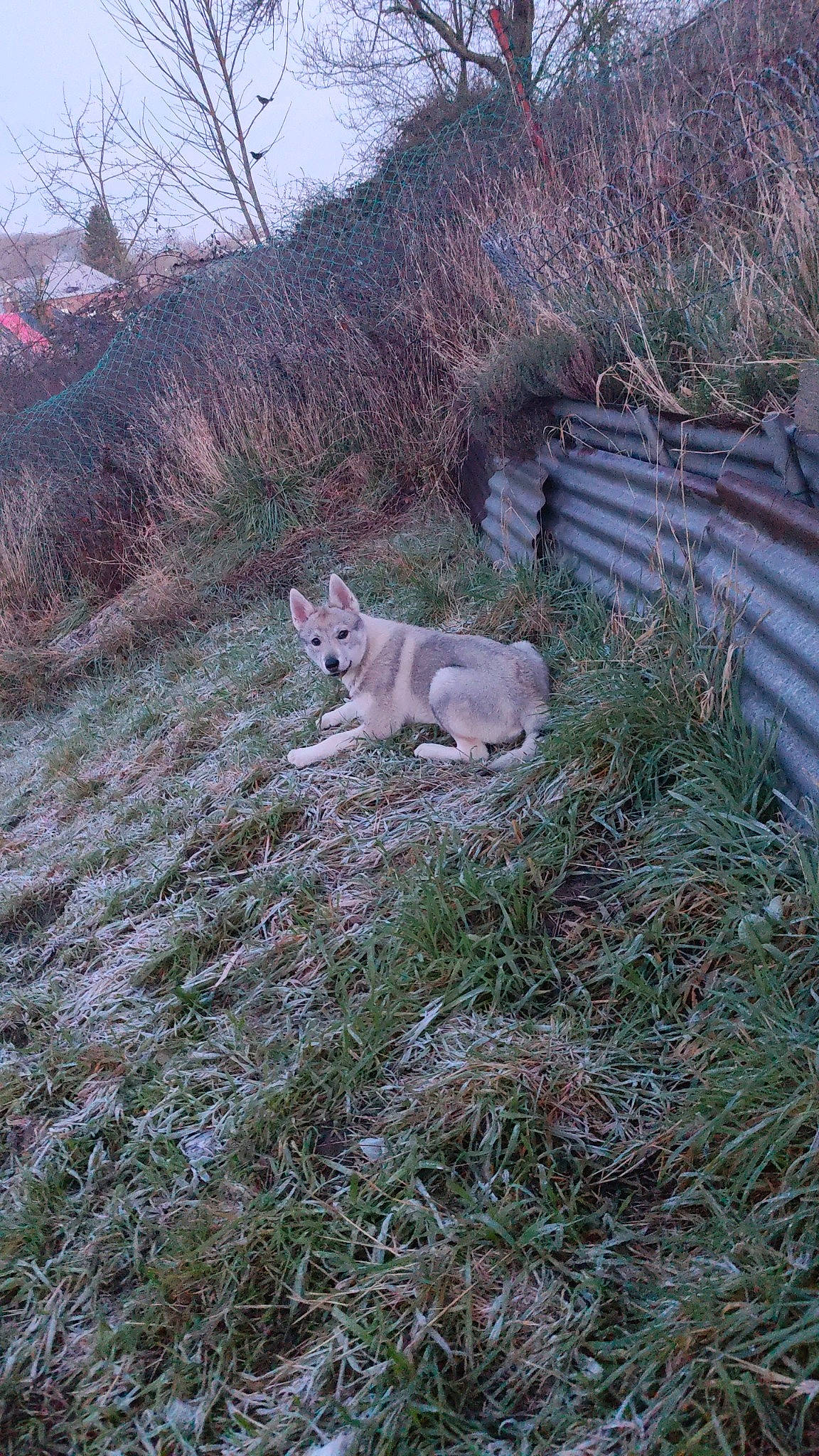 Ulka a rejoint le concours — aidez-le/la à gagner de superbes lots ! carnivore, cat, dog_breed, fawn, felidae, fur, grass, grassland, groundcover, landscape, pasture, plant, soil, sporting_group, tail, terrestrial_animal, tree, wildlife, winter, yard