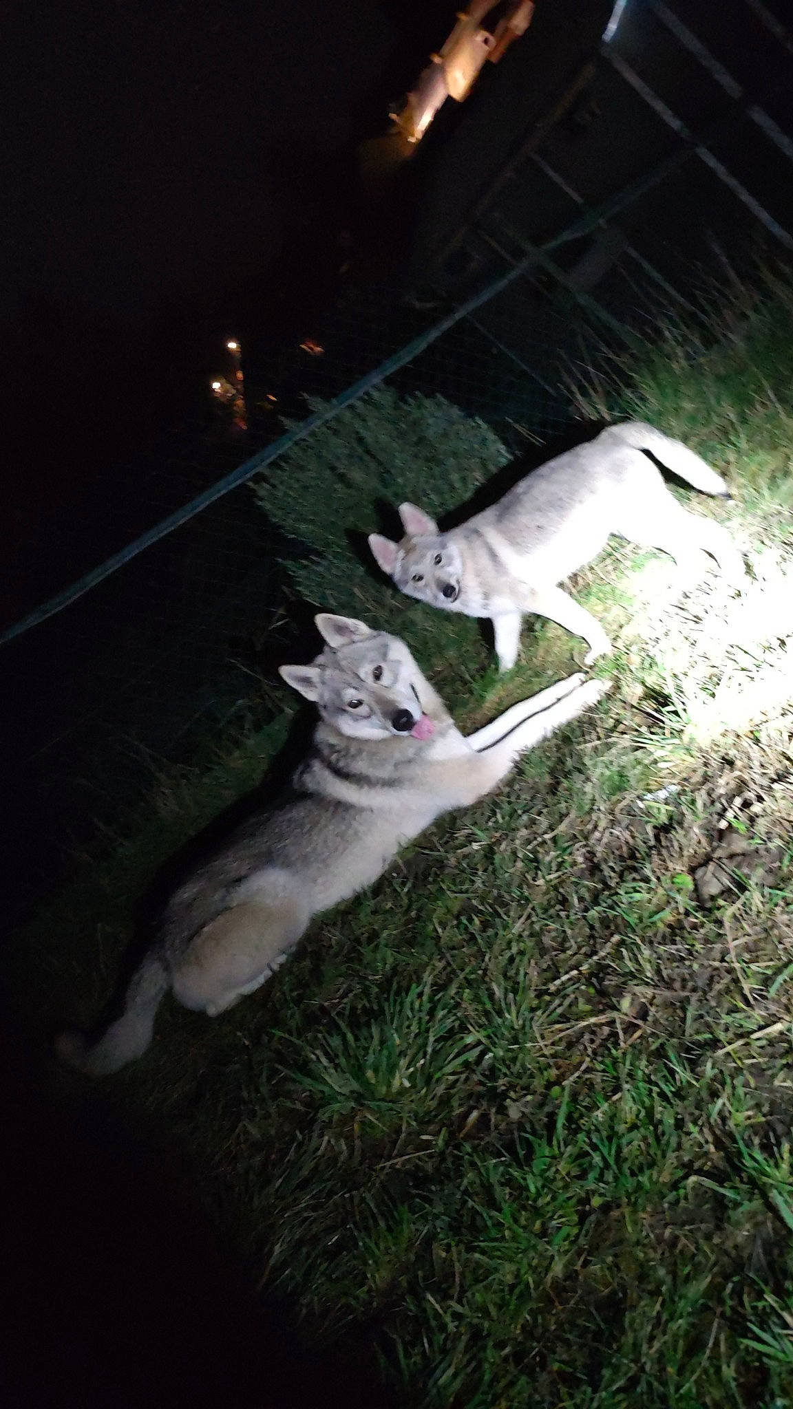 Ulka a rejoint le concours — aidez-le/la à gagner de superbes lots ! canidae, carnivore, cat, darkness, dog_breed, fawn, felidae, fur, grass, marsupial, midnight, night, plant, small_to_medium_sized_cats, tail, terrestrial_animal, whiskers, wildlife