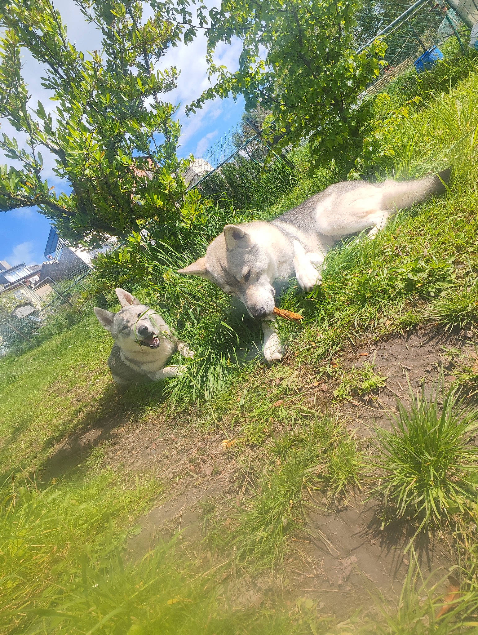 Ulka participe au concours pour gagner de l'argent avec cette photo : _geese_and_swans, beak, canidae, dog_breed, ducks, grass, grassland, groundcover, landscape, meadow, natural_landscape, pasture, plant, seabird, shrub, sky, sporting_group, tail, tree, wing
