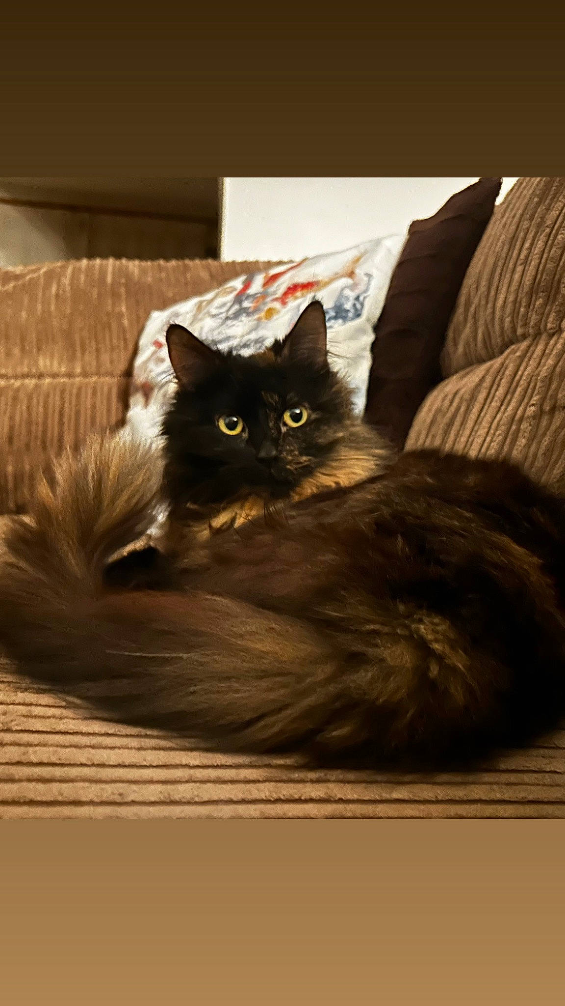 Chewy is registered to the contest to win money with this photo: art, black_cat, brown, carnivore, cat, claw, comfort, domestic_short_haired_cat, felidae, flooring, fur, grey, hardwood, linens, pillow, sitting, small_to_medium_sized_cats, tail, whiskers, wood
