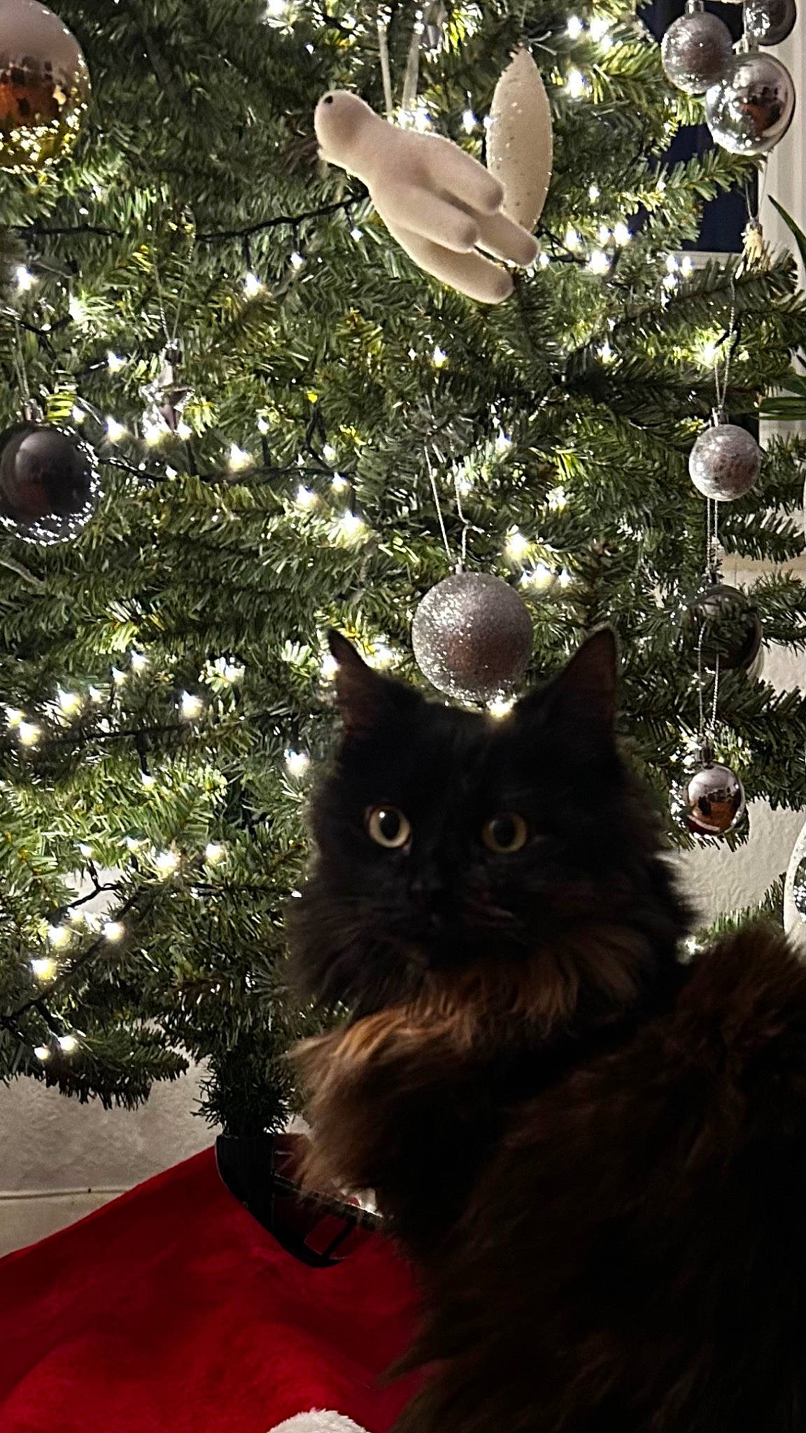 Chewy joined the competition — help win amazing prizes! carnivore, cat, christmas, christmas_decoration, christmas_ornament, christmas_tree, conifer, event, evergreen, felidae, holiday, holiday_ornament, light, ornament, plant, small_to_medium_sized_cats, tints_and_shades, tree, whiskers, woody_plant