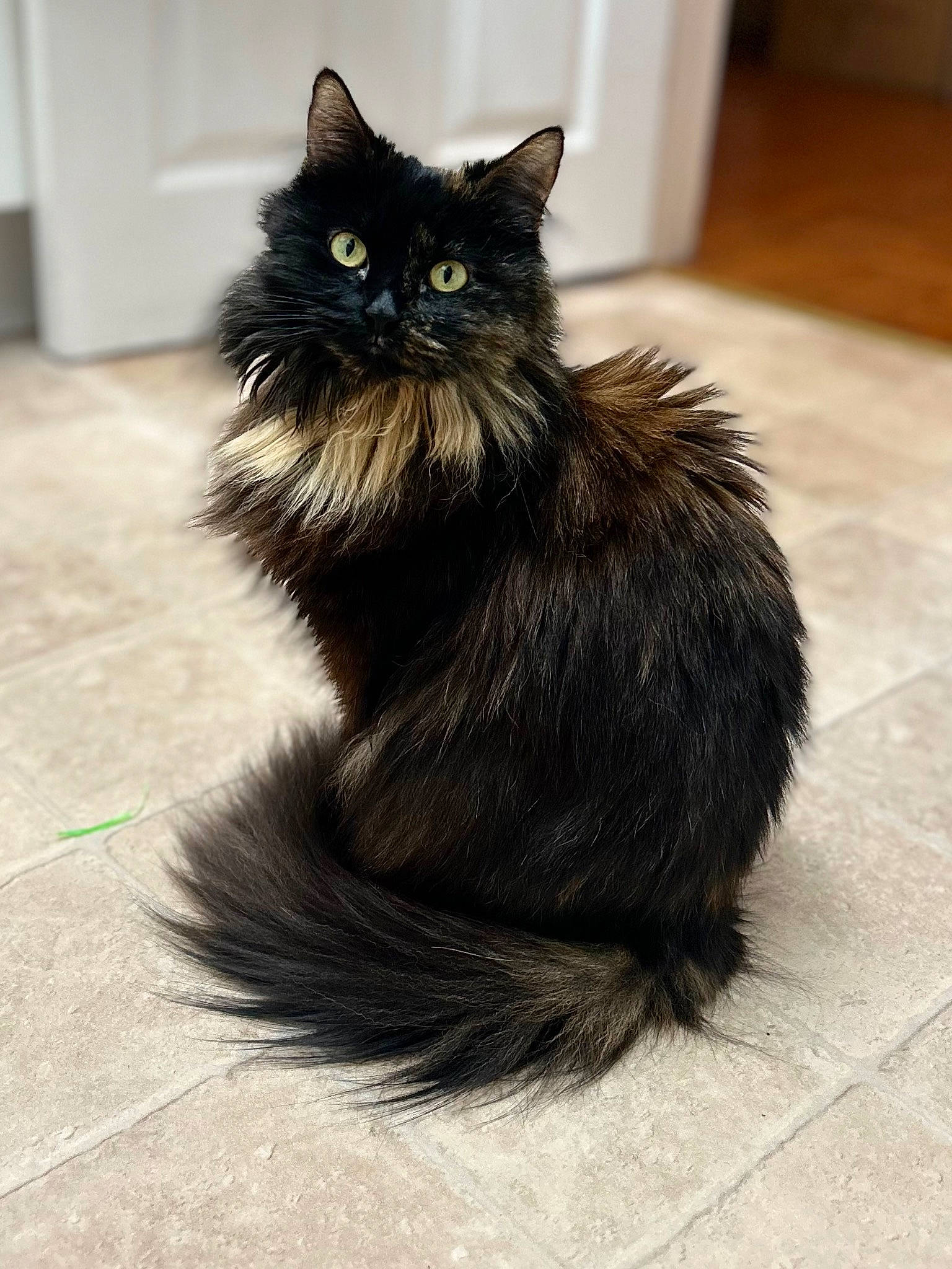 Chewy is registered to the contest to win money with this photo: black_cat, bombay, british_longhair, carnivore, cat, claw, domestic_short_haired_cat, felidae, flooring, fur, grey, hardwood, sitting, small_to_medium_sized_cats, snout, tail, terrestrial_animal, whiskers