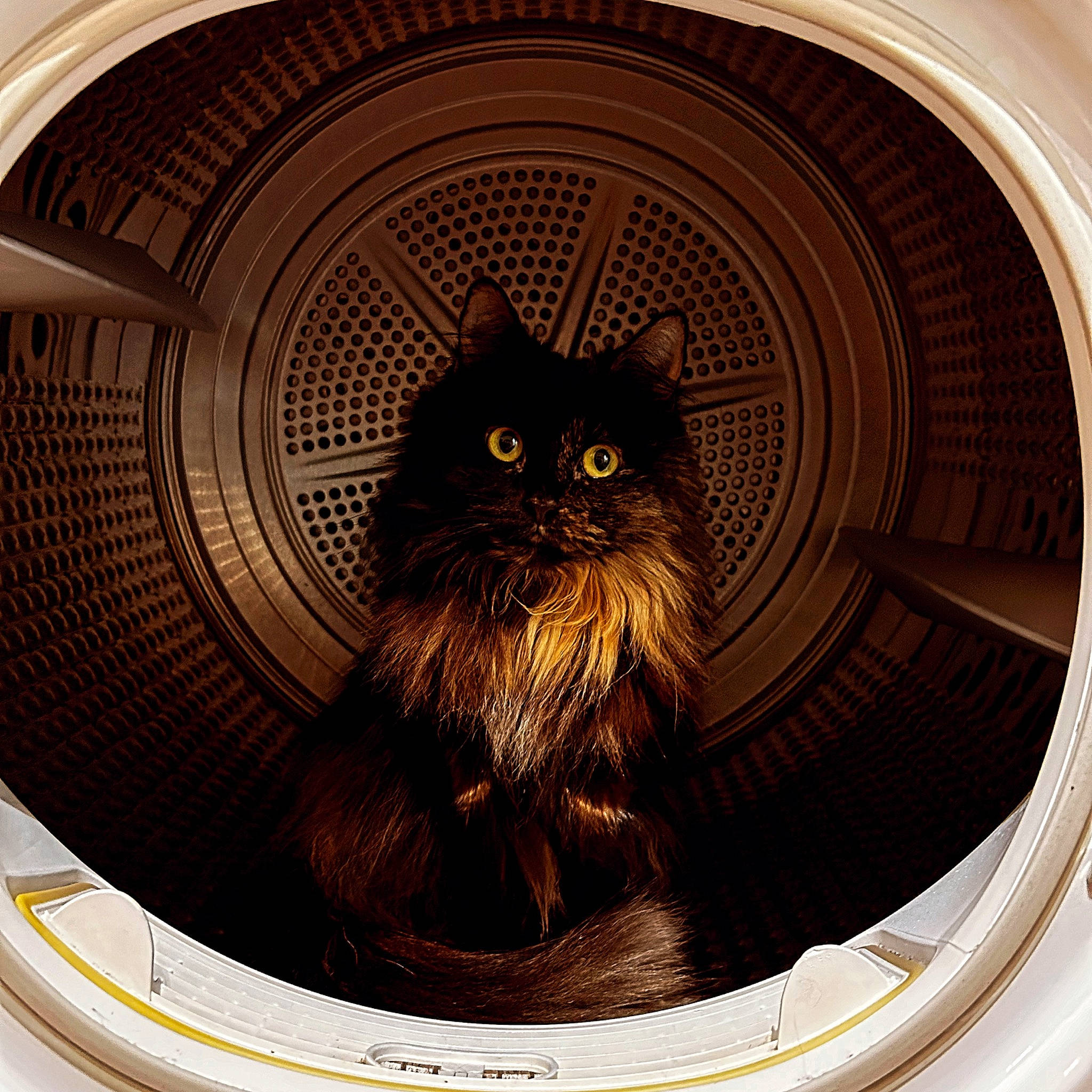 Chewy joined the competition — help win amazing prizes! art, automotive_tire, brown, carnivore, cat, ceiling, circle, design, domestic_short_haired_cat, felidae, metal, organ, rim, small_to_medium_sized_cats, snout, symmetry, tints_and_shades, whiskers, window, wood