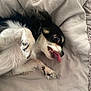 animal, bed, black_and_white, blanket, canine, close_up, cute, dog, expression, fur, indoors, lying_down, paw, pet, playful, resting, sleepy, small_dog, soft_texture, tongue_out