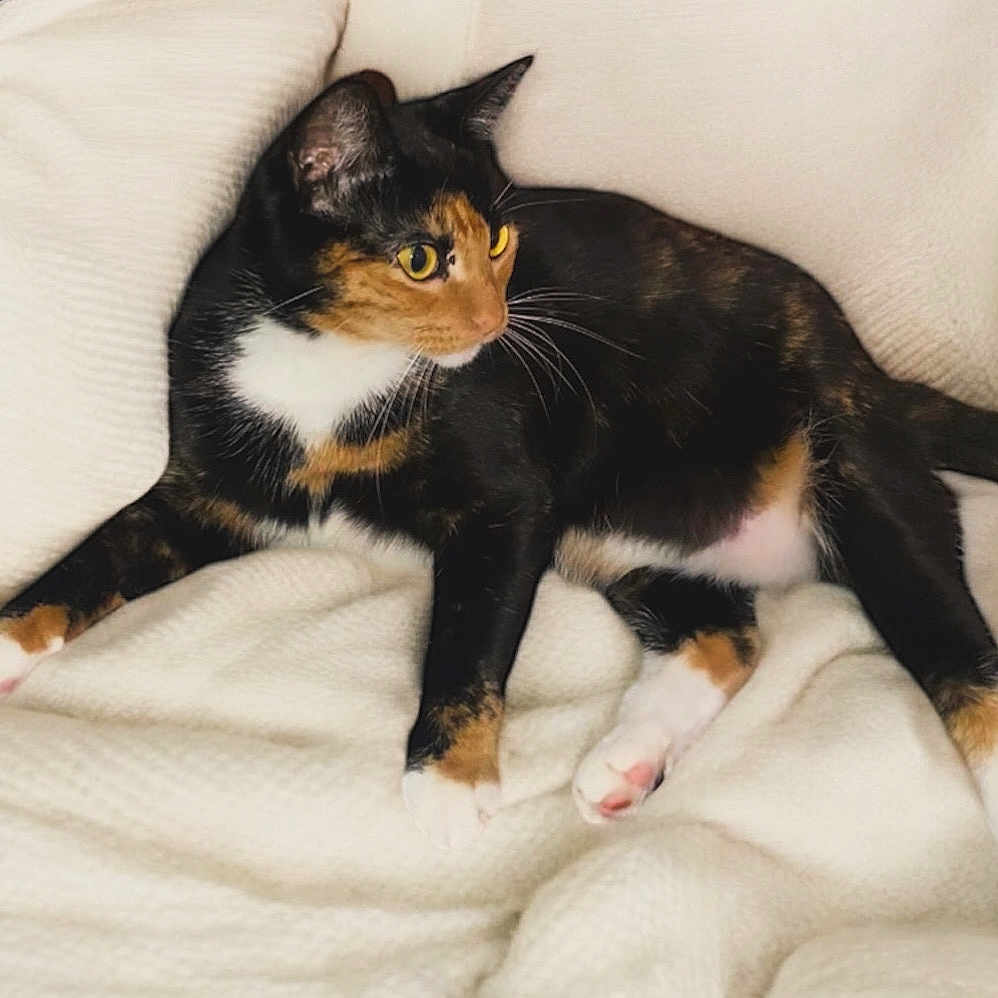 Amber is registered to the contest to win money with this photo: cat, calico, pet, animal, feline, yellow_eyes, whiskers, paws, fur, relaxed, blanket, soft, indoor, cute, resting, alert, cozy, domestic, mammal, laying