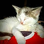 Laney joined the competition — help win amazing prizes! adorable, animal, cat, closeup, collar, cute, domestic_cat, feline, fur, gray_fur, indoor, kitten, paw, pet, relaxed, resting, sleeping, soft, white_fur, young