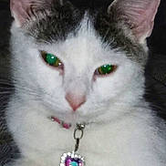 Laney is registered to the contest to win money with this photo: animal, cat, close_up, collar, cute, domestic, ears, face, feline, fur, gray_fur, green_eyes, heart_shaped, indoor, jewelry, pendant, pet, portrait, whiskers, white_fur