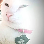 Laney is registered to the contest to win money with this photo: cat, white_cat, close_up, pet, collar, tag, pink_nose, feline, domestic_animal, fur, animal, cute, whiskers, face, indoor, blurred, soft_light, relaxed, sleepy, portrait