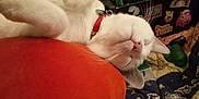 Laney is registered to the contest to win money with this photo: animal, blanket, cat, closeup, collar, comfort, cozy, cute, domestic, fabric, fur, household_items, indoor, orange_cushion, pet, relaxation, resting, sleeping, whiskers, white_cat