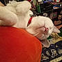animal, blanket, cat, closeup, collar, comfort, cozy, cute, domestic, fabric, fur, household_items, indoor, orange_cushion, pet, relaxation, resting, sleeping, whiskers, white_cat