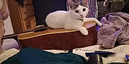 Laney is registered to the contest to win money with this photo: acoustic_guitar, bedroom, blanket, cat, dresser, electric_guitar, furniture, indoor, lamp, music_instrument, patterned_tapestry, pet, pillow, remote_control, room, television, towel, tube, wall, wood