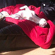 Djaina participe au concours pour gagner de l'argent avec cette photo : comfort, furniture, leg, red