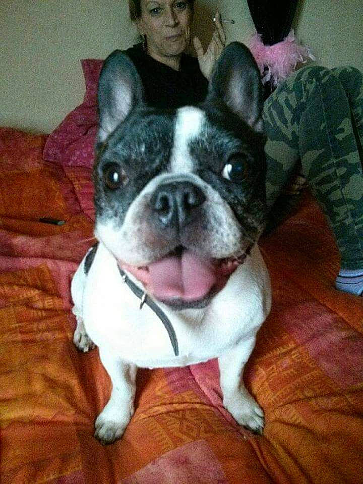 Djaina a rejoint le concours — aidez-le/la à gagner de superbes lots ! boston_terrier, bulldog, canidae, carnivore, companion_dog, dog, dog_breed, ear, fawn, french_bulldog, mammal, molosser, non_sporting_group, nose, puppy, puppy_love, skin, snout, toy_bulldog, vertebrate