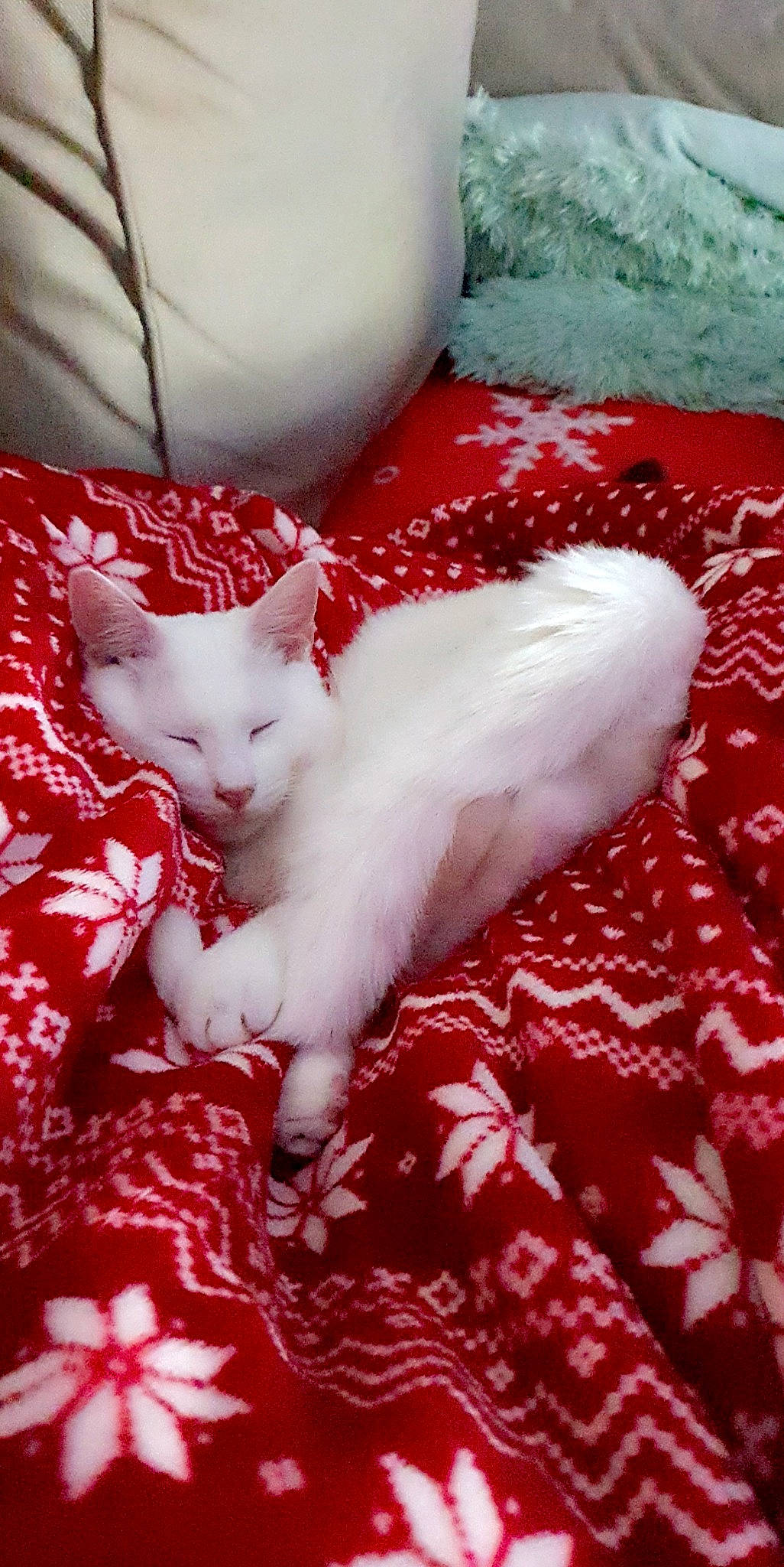 Shiroii a rejoint le concours — aidez-le/la à gagner de superbes lots ! carnivore, cat, felidae, fur, khao_manee, kitten, small_to_medium_sized_cats, tail, turkish_angora, turkish_van, whiskers