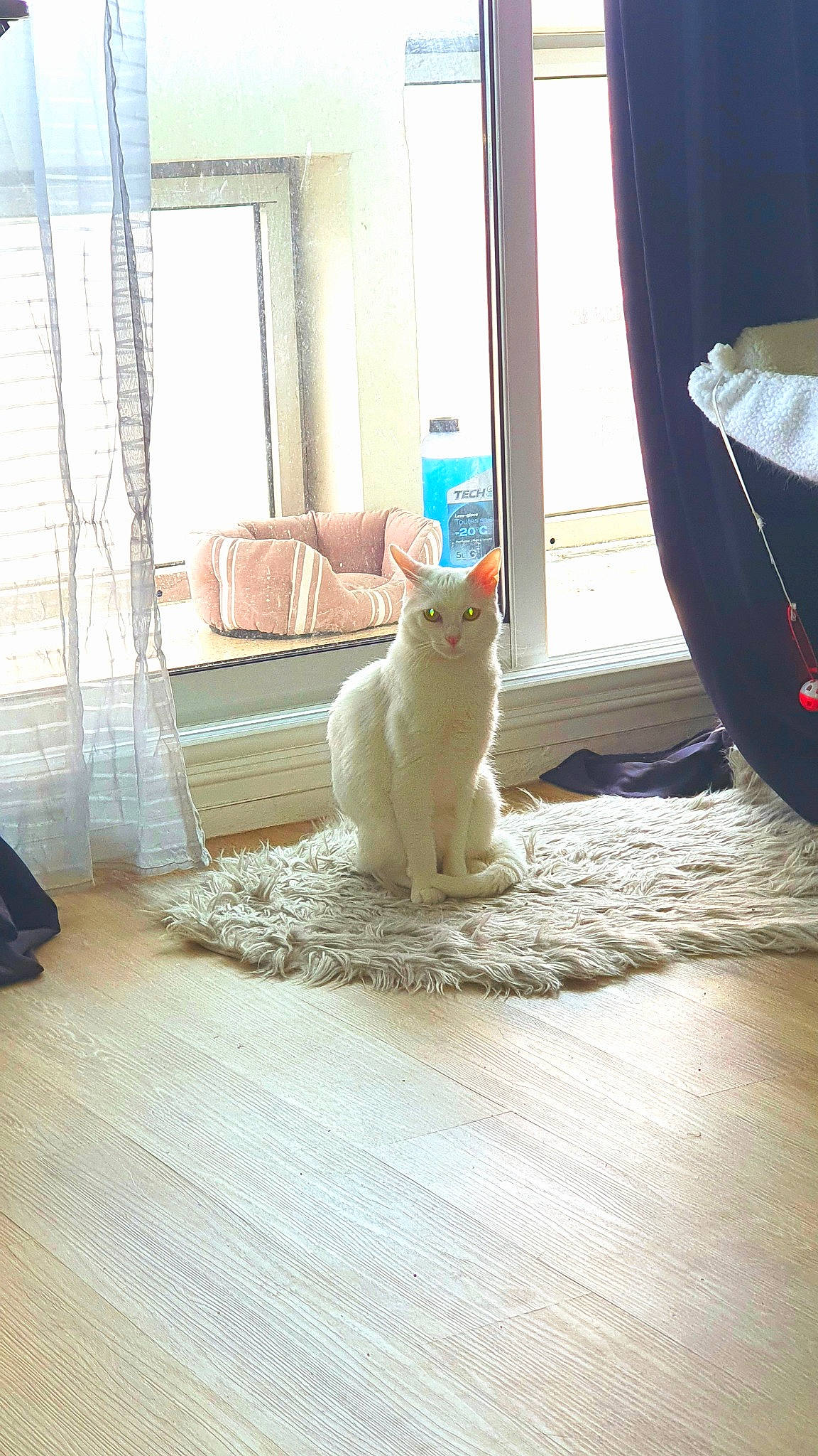 Shiroii a rejoint le concours — aidez-le/la à gagner de superbes lots ! carnivore, cat, felidae, floor, flooring, fur, hardwood, home, interior_design, kitten, property, room, small_to_medium_sized_cats, turkish_angora, turkish_van, whiskers, white, window, wood, wood_flooring