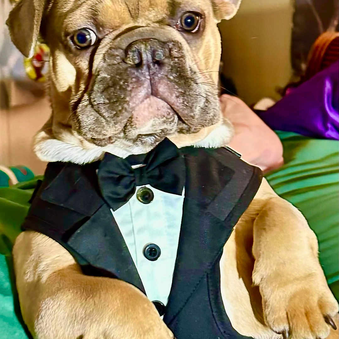 Rocky joined the competition — help win amazing prizes! animal, bow_tie, bulldog, close_up, clothing, companion, cute, dog, domestic_animal, ears, furniture, green_blanket, household, indoor, mammal, paw, pet, portrait, relaxing, tuxedo