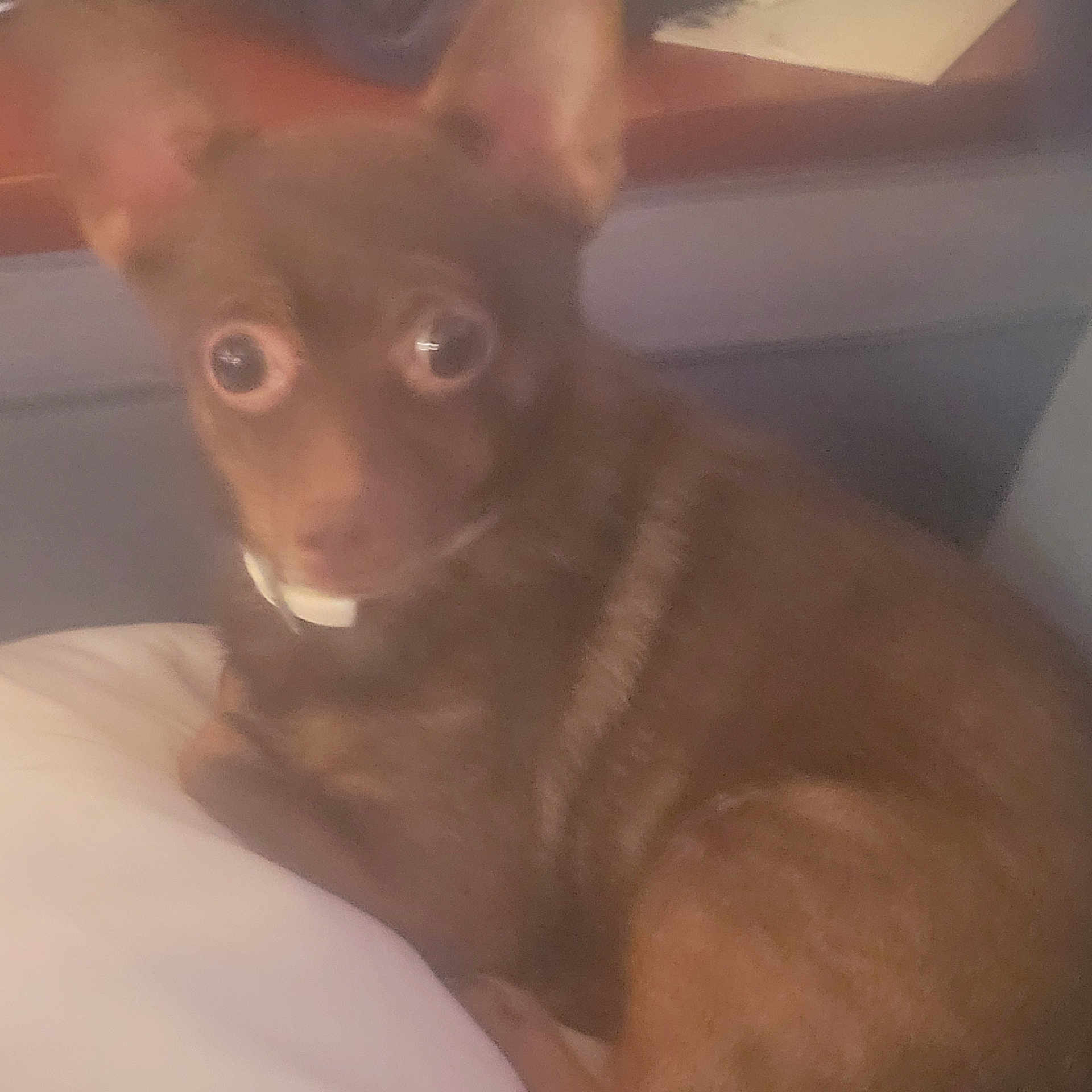 Coco joined the competition — help win amazing prizes! animal, blur, brown, canine, close_up, collar, companion, cute, dog, domestic_animal, eyes, face, fur, house, indoor, mammal, pet, sitting, small_dog, surprised