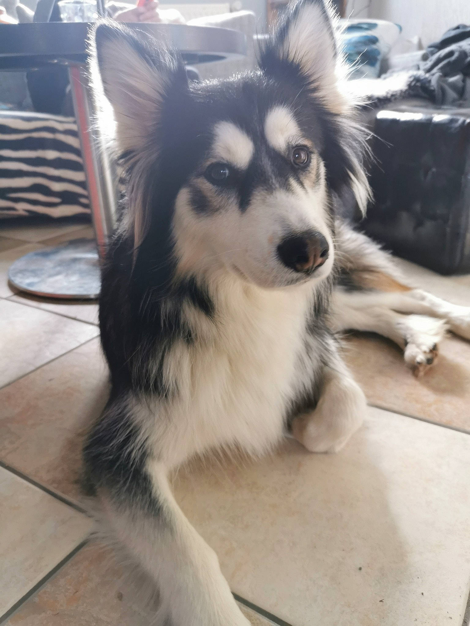 Kita a rejoint le concours — aidez-le/la à gagner de superbes lots ! alaskan_klee_kai, canidae, carnivore, companion_dog, dog, dog_breed, fur, iris, jaw, sled_dog, snapshot, snout, sporting_group, vertebrate, whiskers, working_animal, working_dog