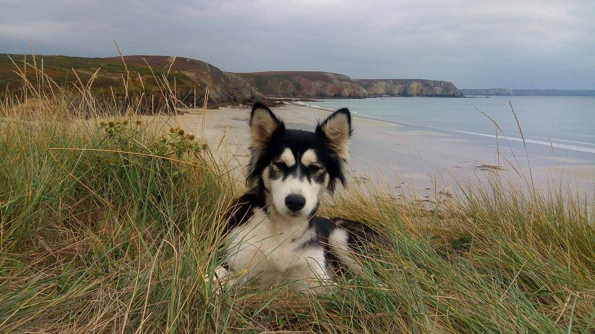 Kita participe au concours pour gagner de l'argent avec cette photo : cape, carnivore, coast, coastal_and_oceanic_landforms, dog, dog_breed, grass_family, grey, headland, highland, jaw, loch, ocean, prairie, promontory, shore, sled_dog, snout, terrain, working_animal
