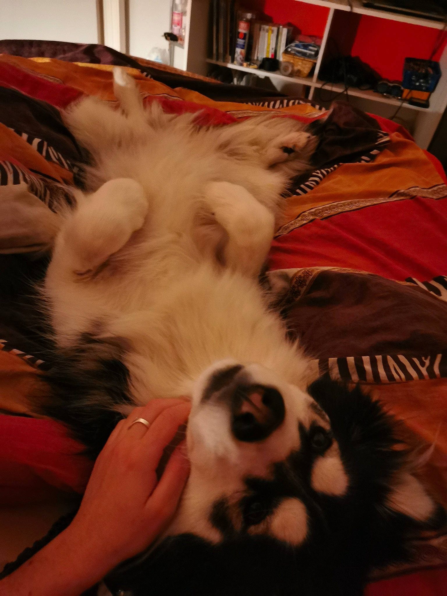 Kita participe au concours pour gagner de l'argent avec cette photo : bookcase, cabinetry, carnivore, cat, felidae, fur, nail, paw, refrigerator, room, shelf, shelving, small_to_medium_sized_cats, toe, whiskers