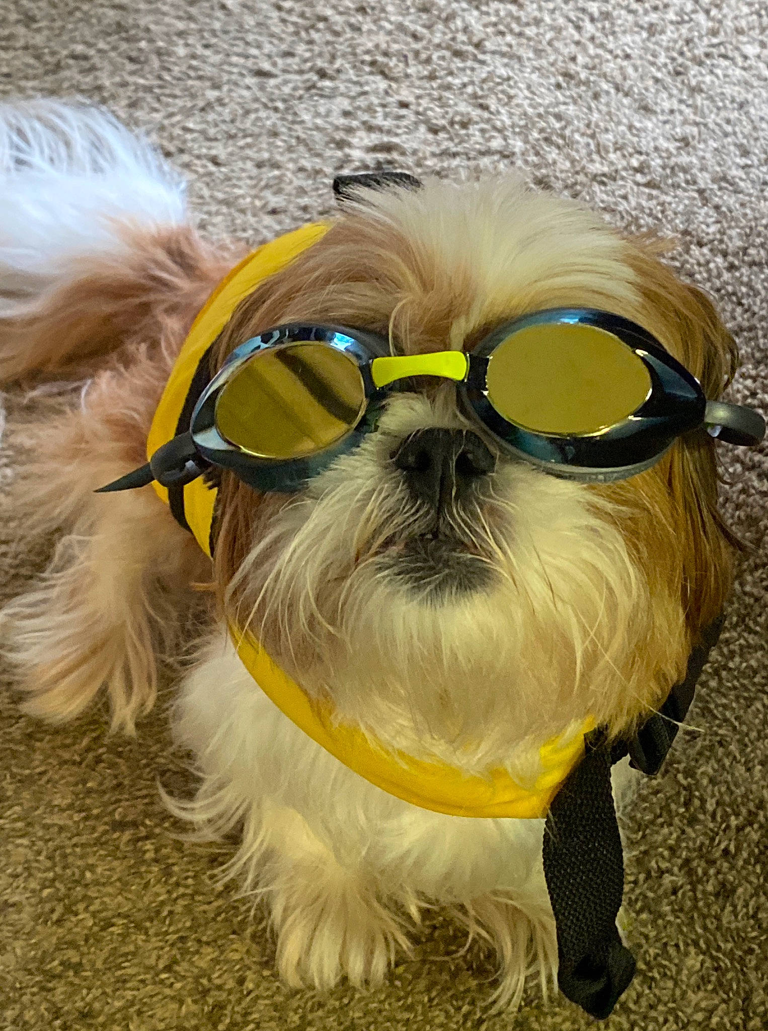 Beckham joined the competition — help win amazing prizes! carnivore, collar, companion_dog, dog, dog_breed, dog_clothes, dog_collar, dog_supply, eyewear, fawn, leash, mirror, personal_protective_equipment, pet_supply, snout, sporting_group, toy_dog, vertebrate, vision_care, working_animal