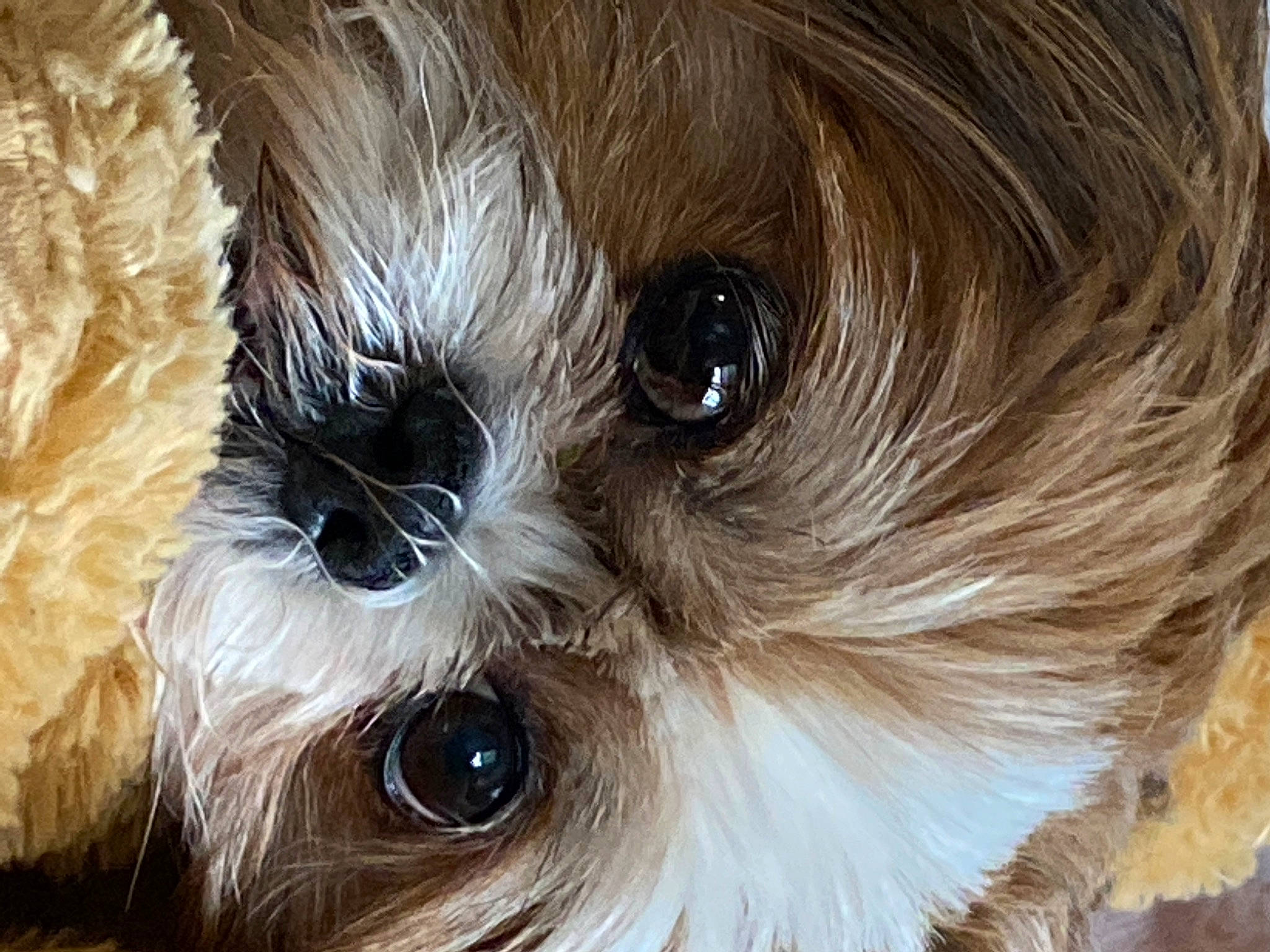 Beckham joined the competition — help win amazing prizes! ball, brown_hair, carnivore, close_up, companion_dog, dog, dog_breed, ear, eye, eyelash, fawn, fur, head, human_body, iris, liver, snout, toy_dog, whiskers, working_animal