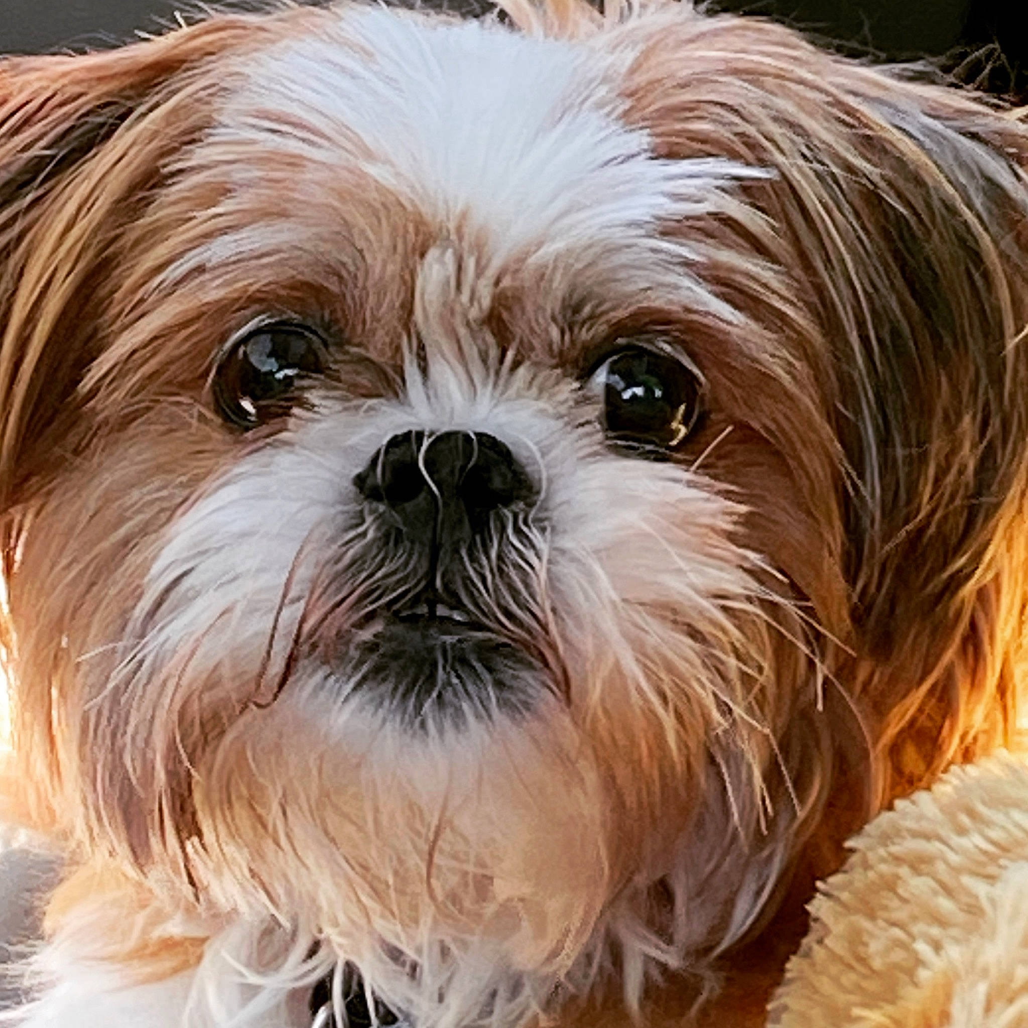 Beckham is registered to the contest to win money with this photo: canidae, carnivore, close_up, companion_dog, dog, dog_breed, fawn, fur, grass, groundcover, liver, maltepoo, natural_material, shih_poo, shih_tzu, snout, sporting_group, terrestrial_animal, toy_dog, working_animal