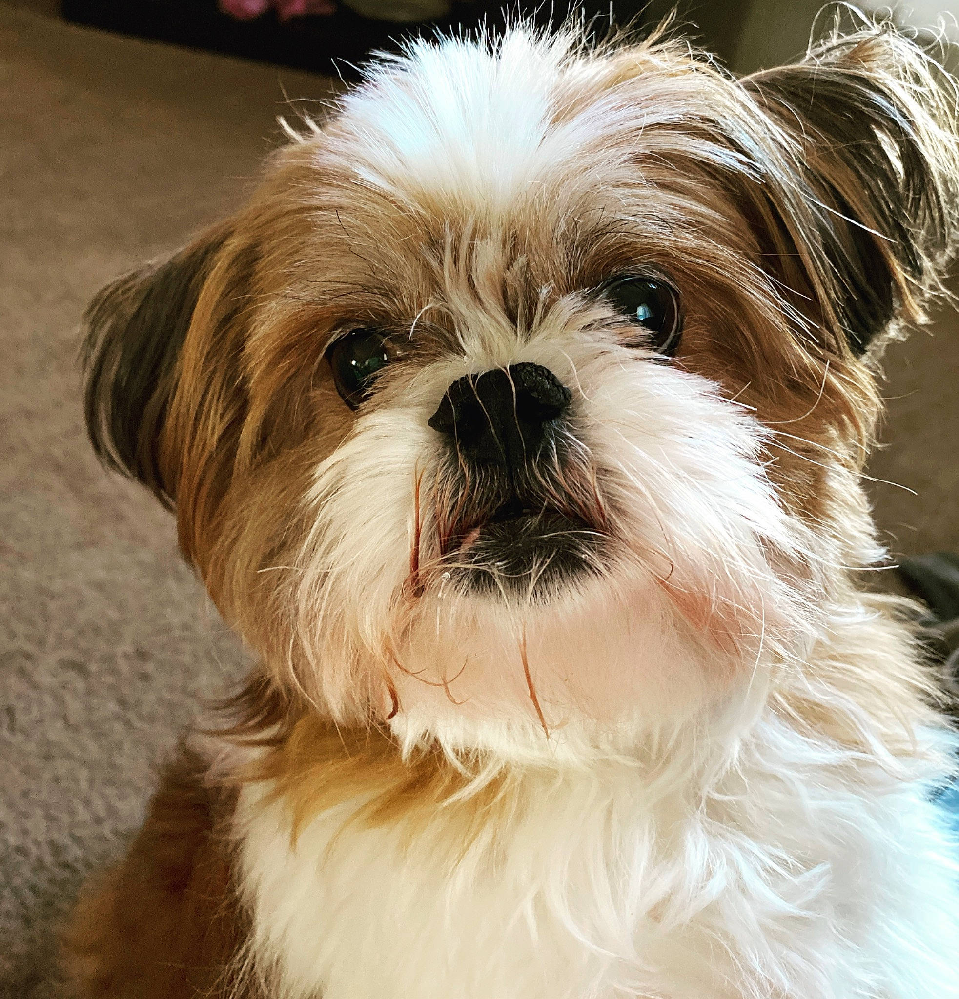 Beckham joined the competition — help win amazing prizes! biewer_terrier, canidae, carnivore, companion_dog, dog, dog_breed, fawn, fur, liver, mal_shi, natural_material, puppy, shih_poo, shih_tzu, small_terrier, sporting_group, terrestrial_animal, terrier, toy_dog, working_animal