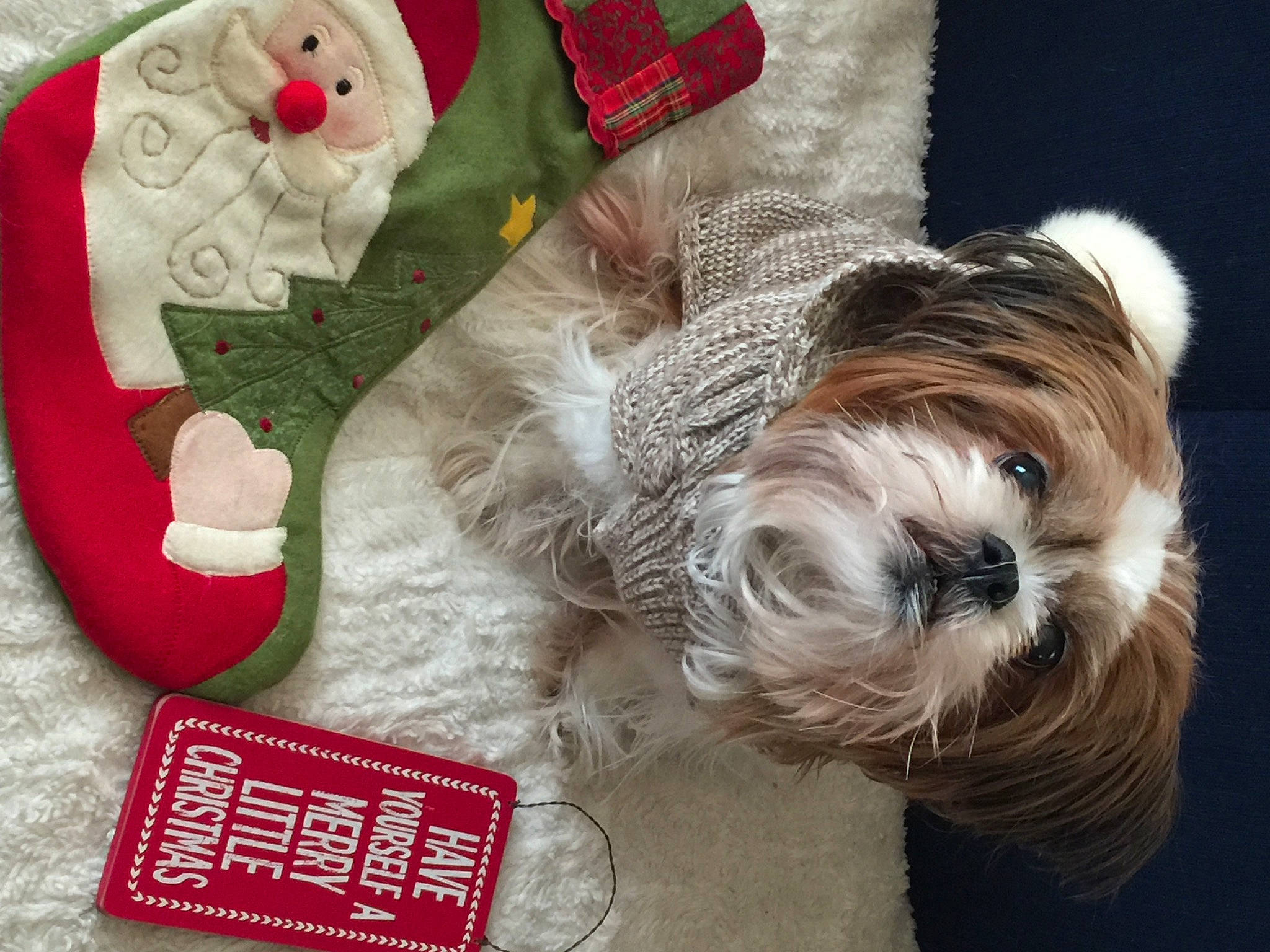 Beckham joined the competition — help win amazing prizes! canidae, carmine, carnivore, companion_dog, costume_hat, dog, dog_breed, dog_clothes, dog_supply, fur, liver, maltepoo, pet_supply, small_terrier, snout, sporting_group, stuffed_toy, terrier, toy_dog, working_animal