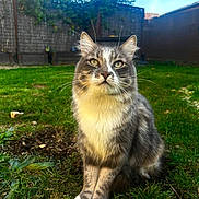 Jerry a rejoint le concours — aidez-le/la à gagner de superbes lots ! alert, animal, backyard, blue_sky, cat, curious, daylight, fence, fur, garden, grass, gray_cat, mammal, nature, outdoor, pet, portrait, sitting, whiskers, white_paws