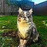 alert, animal, backyard, blue_sky, cat, curious, daylight, fence, fur, garden, grass, gray_cat, mammal, nature, outdoor, pet, portrait, sitting, whiskers, white_paws