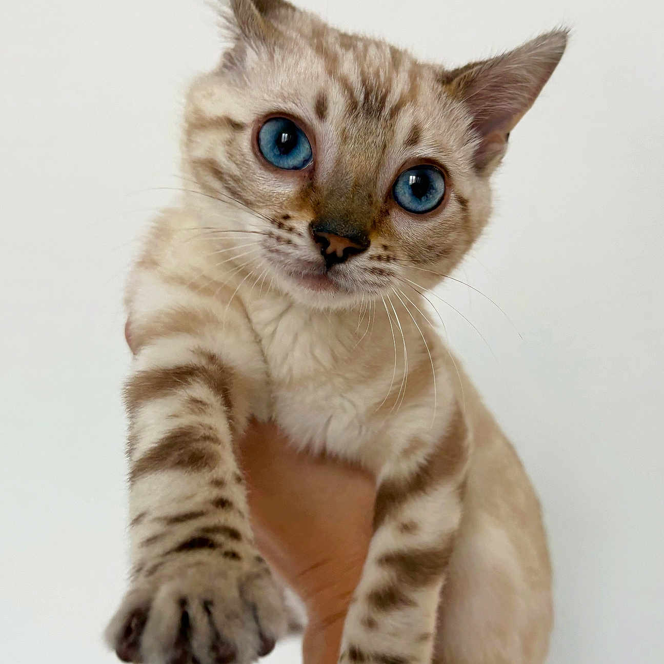 Aïko a rejoint le concours — aidez-le/la à gagner de superbes lots ! abyssinian, animal, cat, egyptiancat, kitten, manx, pet, siamese