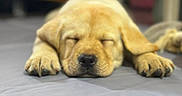 Bella participe au concours pour gagner de l'argent avec cette photo : puppy, dog, sleeping, bed, indoor, closeup, cute, young, animal, pet, fur, paws, relaxed, adorable, canine, resting, face, snout, domestic_animal, blurry_background