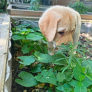 Bella a rejoint le concours — aidez-le/la à gagner de superbes lots ! puppy, dog, garden, plants, greenery, outdoor, nature, cute, young, animal, curious, sniffing, leaf, wooden_planter, sunlight, pet, small, fur, adorable, daylight