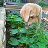 puppy, dog, garden, plants, greenery, outdoor, nature, cute, young, animal, curious, sniffing, leaf, wooden_planter, sunlight, pet, small, fur, adorable, daylight