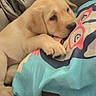 Bella participe au concours pour gagner de l'argent avec cette photo : puppy, dog, golden_retriever, couch, pillow, resting, indoors, cute, pet, sleepy, young_dog, fur, animal, relaxed, home, comfort, soft_lighting, closeup, laying, cozy