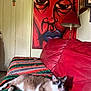 cat, blue_eyes, red_couch, blanket, painting, lamp, indoor, relaxed, furniture, art, decor, wall, door, colorful, cozy, pet, animal, living_room, portrait, resting