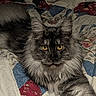 animal, bed, cat, cozy, cute, domestic_cat, ears, feline, fur, indoor, long_hair, lying_down, patchwork, pet, quilt, relaxed, resting, tail, whiskers, yellow_eyes