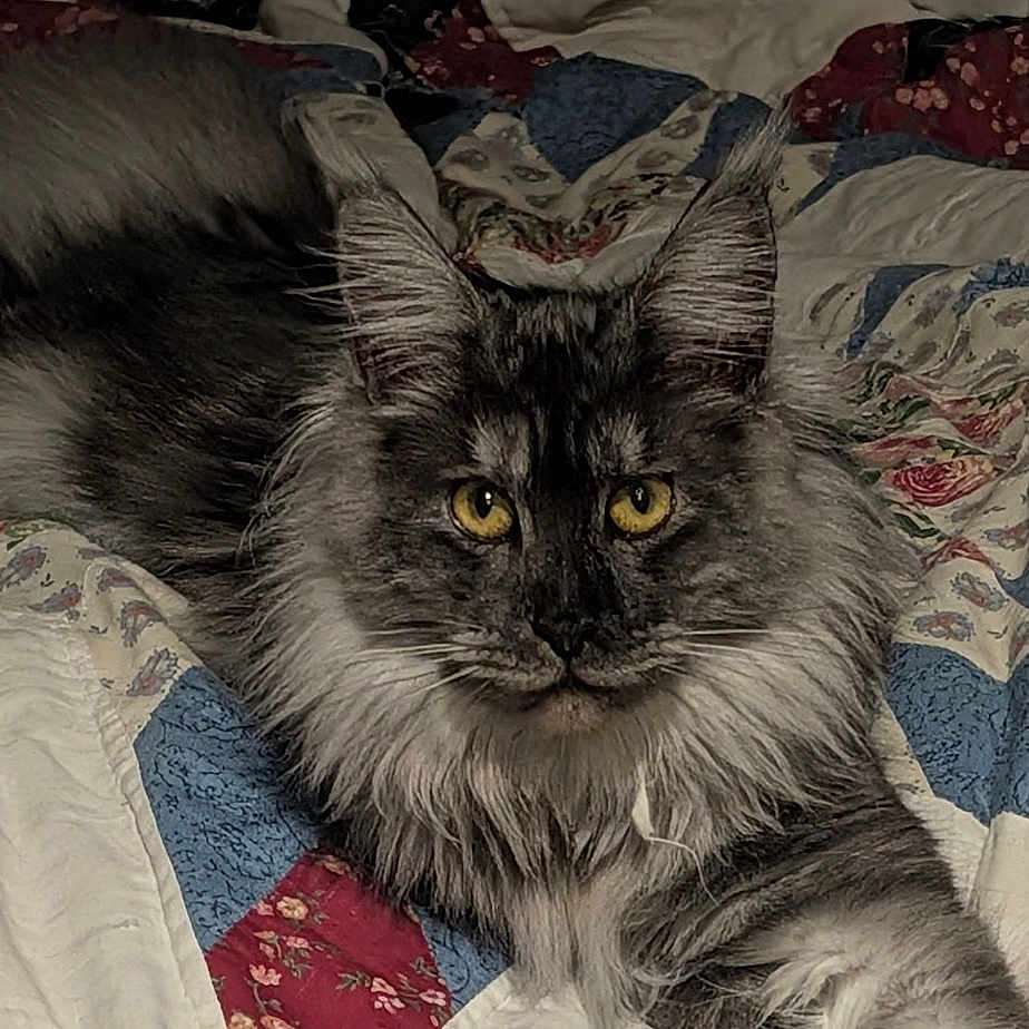 Wookiee