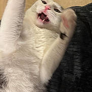 Sirius a rejoint le concours — aidez-le/la à gagner de superbes lots ! cat, white_cat, gray_cat, fur, paw, mouth_open, teeth, whiskers, indoor, pet, animal, surprised, motion_blur, closeup, feline, raised_paws, wooden_wall, textured_background, playful, expression